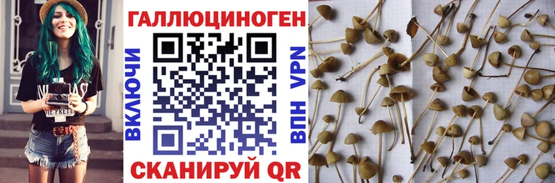 цены   Свободный  Галлюциногенные грибы Psilocybe 